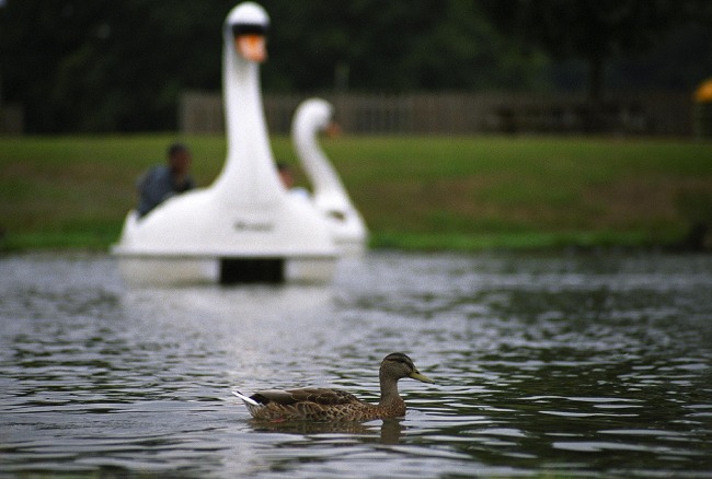 Duck at Woburn