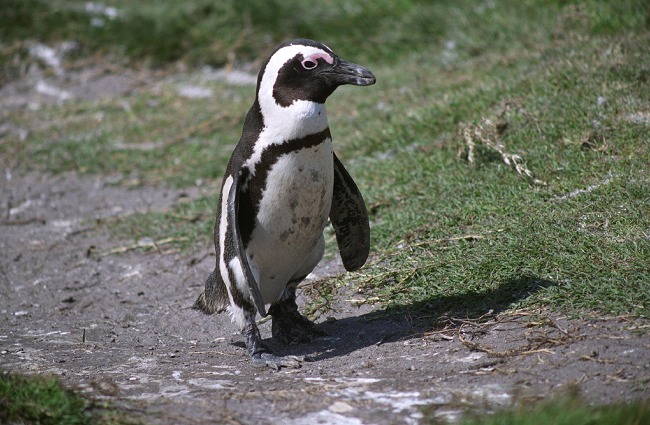 A Penguin