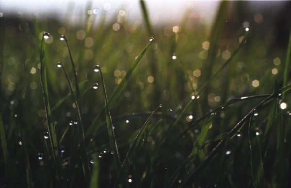Wet grass in the morning, 2005