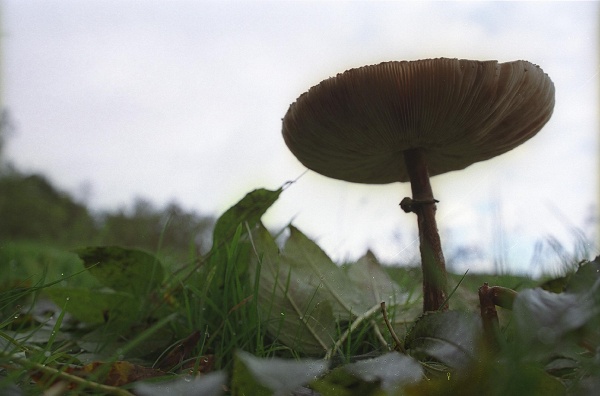 A toadstool