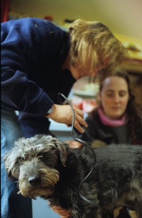 Milly gets a haircut