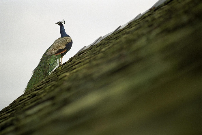 January 2006. Peacock atop the car-house.