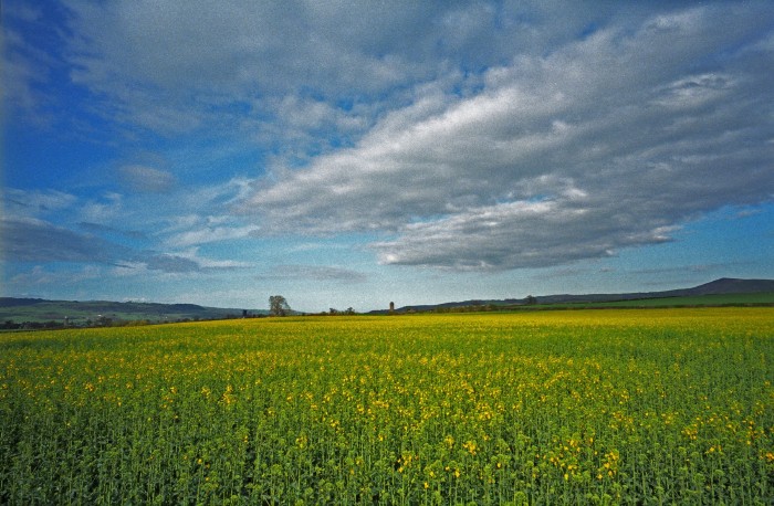 Rape Field Near Montgomery