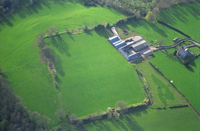 Rape Field Near Montgomery