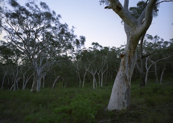 ghost gums