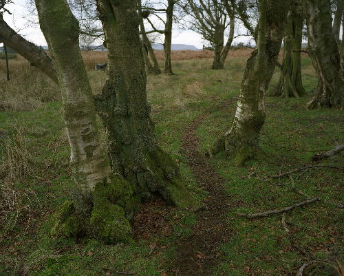 Grove of trees