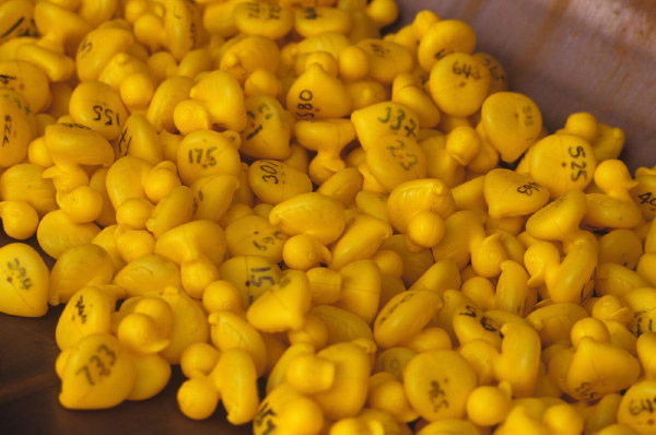 Kington Fair duck race