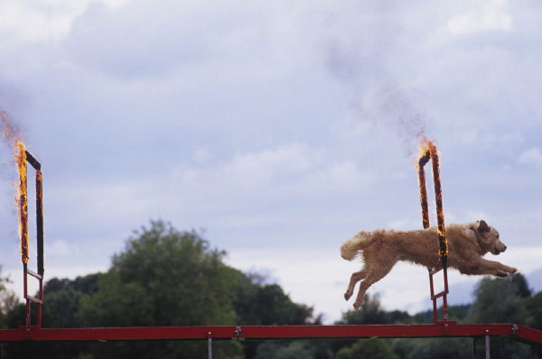 Kington Fair Dog Agility