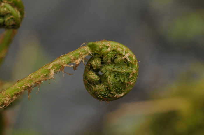 Fern unfurling