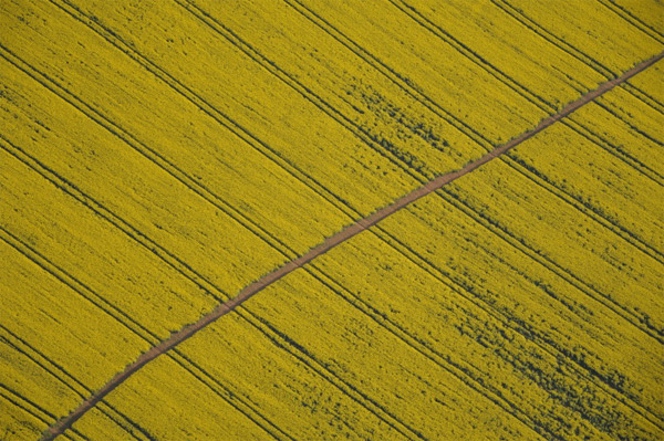 Rape Field with footpath