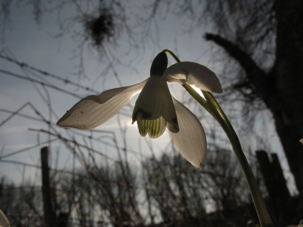 Snowdrop