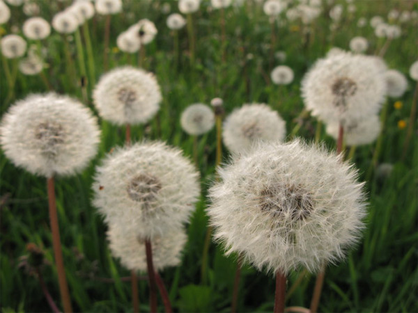 Dandelions