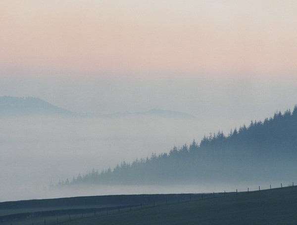 misty trees