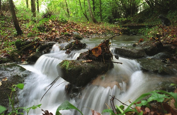 Cwn Byddog Nature Reserve