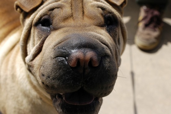 Sharpei in California