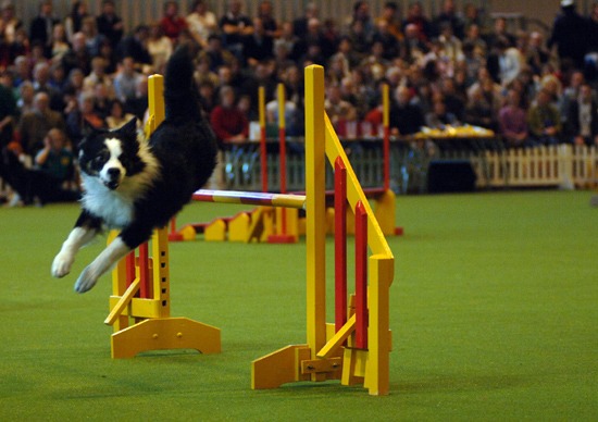 Agility