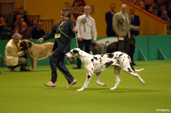 Great Dane
