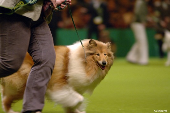 Crufts 2005