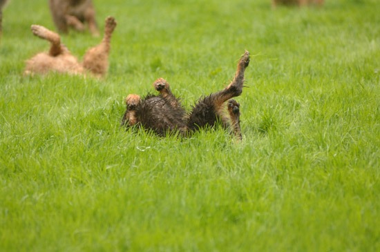 mink Hounds