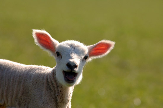 lamb