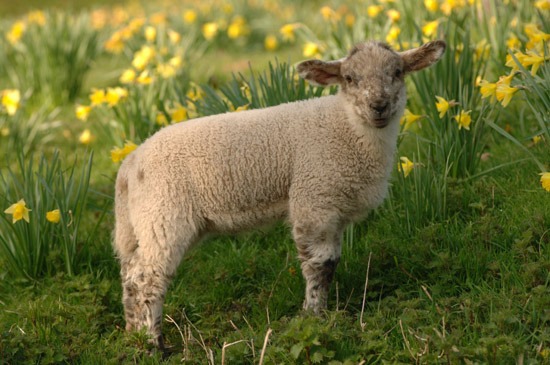 lamb and daffodils