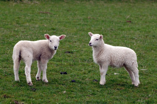 lambs