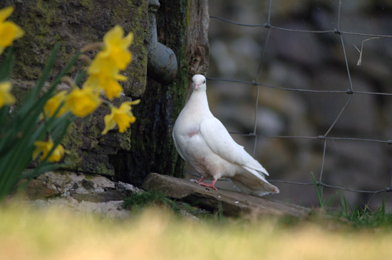 dove