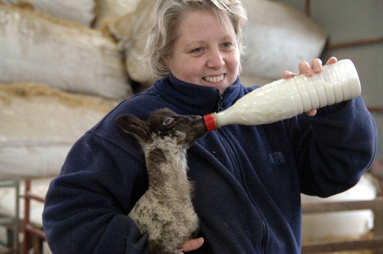 feeding lamb