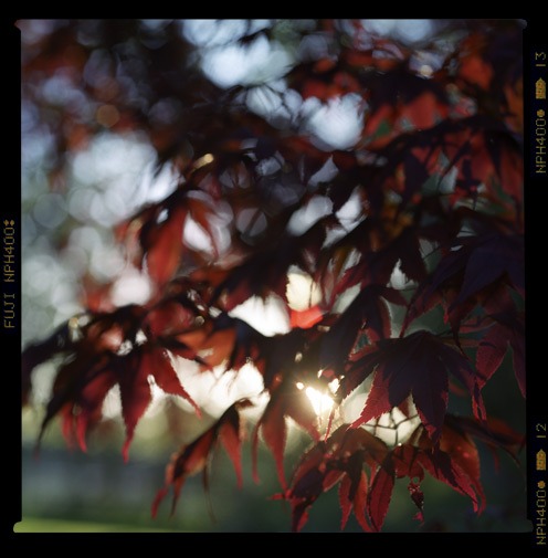 Brilley Leaves