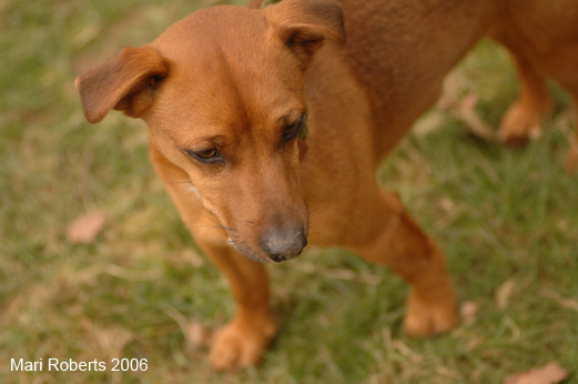 Terrier at the Races