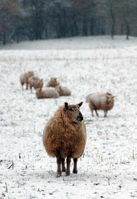 sheep in snow