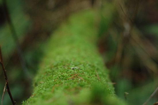 moss