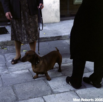 polish daschund