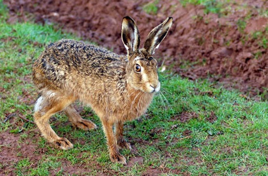 Hare