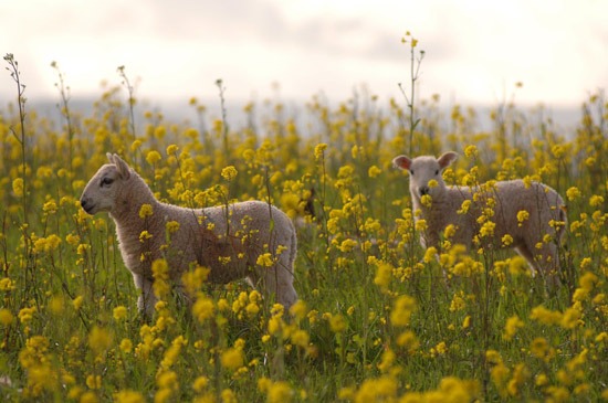 lambs and flowers