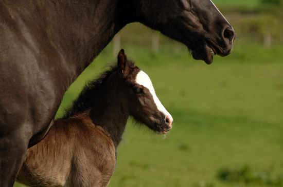 foal