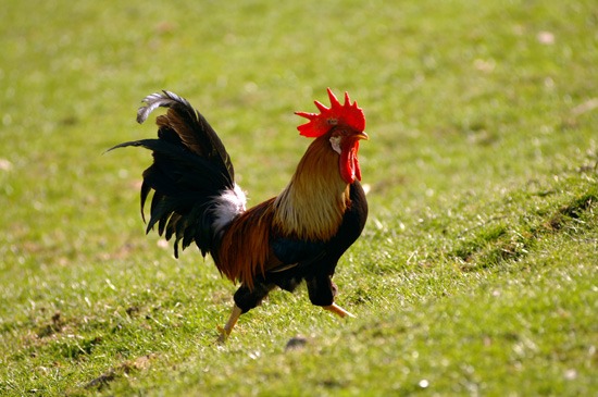 cockerel