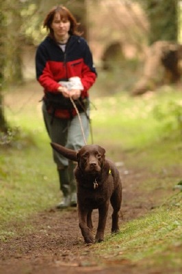 sarda training dog