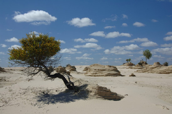 willandra tree