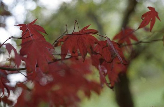 Red Leaves