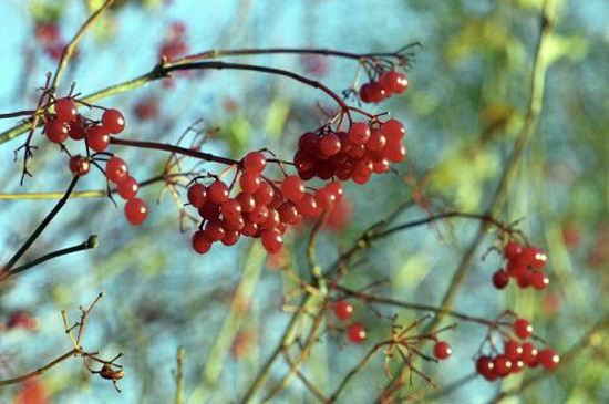 Red berries